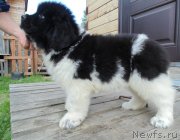 Превью фото № 243960