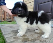 Превью фото № 243961