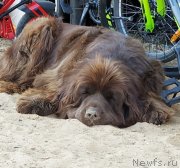 Превью фото № 243980