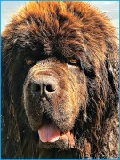 Превью фото № 244015