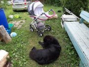 Превью фото № 244020