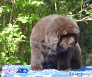 Превью фото № 244023