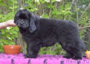 Превью фото № 244026