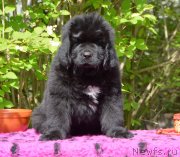 Превью фото № 244029