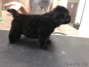 Превью фото № 244048