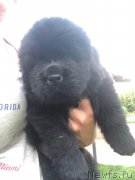 Превью фото № 244050