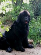 Превью фото № 244054