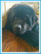 Превью фото № 244071