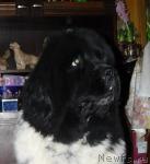 Превью фото № 24411