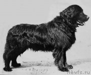 Превью фото № 244157