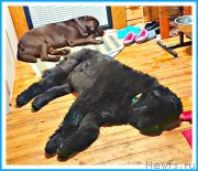 Превью фото № 244168