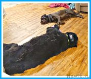 Превью фото № 244172