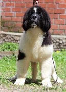 Превью фото № 244209