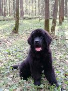 Превью фото № 244217