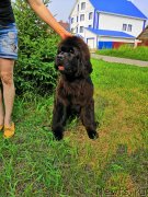 Превью фото № 244223