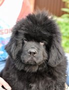 Превью фото № 244228