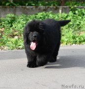 Превью фото № 244233