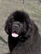 Превью фото № 244244