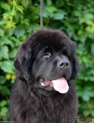 Превью фото № 244274