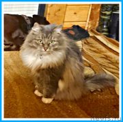 Превью фото № 244296