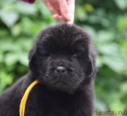 Превью фото № 244317