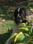 Превью фото № 244327