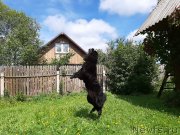 Превью фото № 244356