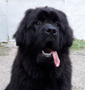 Превью фото № 244359