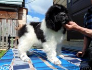 Превью фото № 244368