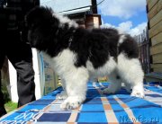 Превью фото № 244370