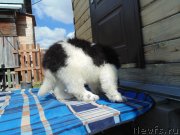 Превью фото № 244371