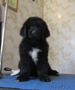 Превью фото № 244385