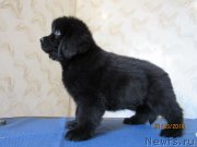 Превью фото № 244388