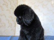 Превью фото № 244389