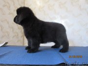 Превью фото № 244391