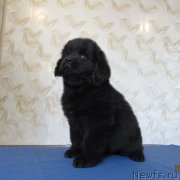 Превью фото № 244394