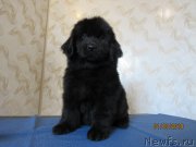 Превью фото № 244396