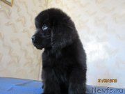 Превью фото № 244398