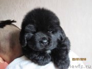 Превью фото № 244399