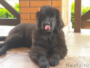 Превью фото № 244475