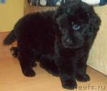 Превью фото № 24453