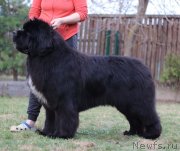 Превью фото № 244538