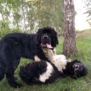 Превью фото № 244560