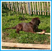 Превью фото № 244589