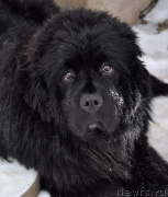 Превью фото № 244625