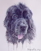 Превью фото № 244647