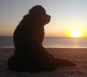 Превью фото № 244670