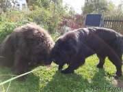 Превью фото № 244678