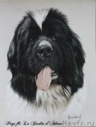 Превью фото № 244682