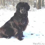 Превью фото № 244695